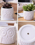 Succulent Plant Ceramic Owl Treetop